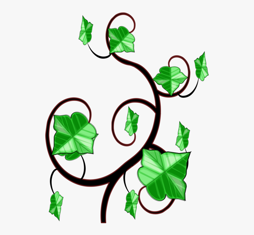 Common Ivy Computer Icons Vine Drawing - Clipart Ivy, HD Png Download
