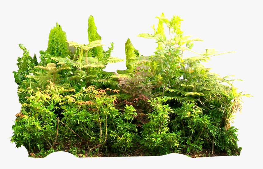 Transparent Tropical Plant Png - Rainforest Png, Png Download