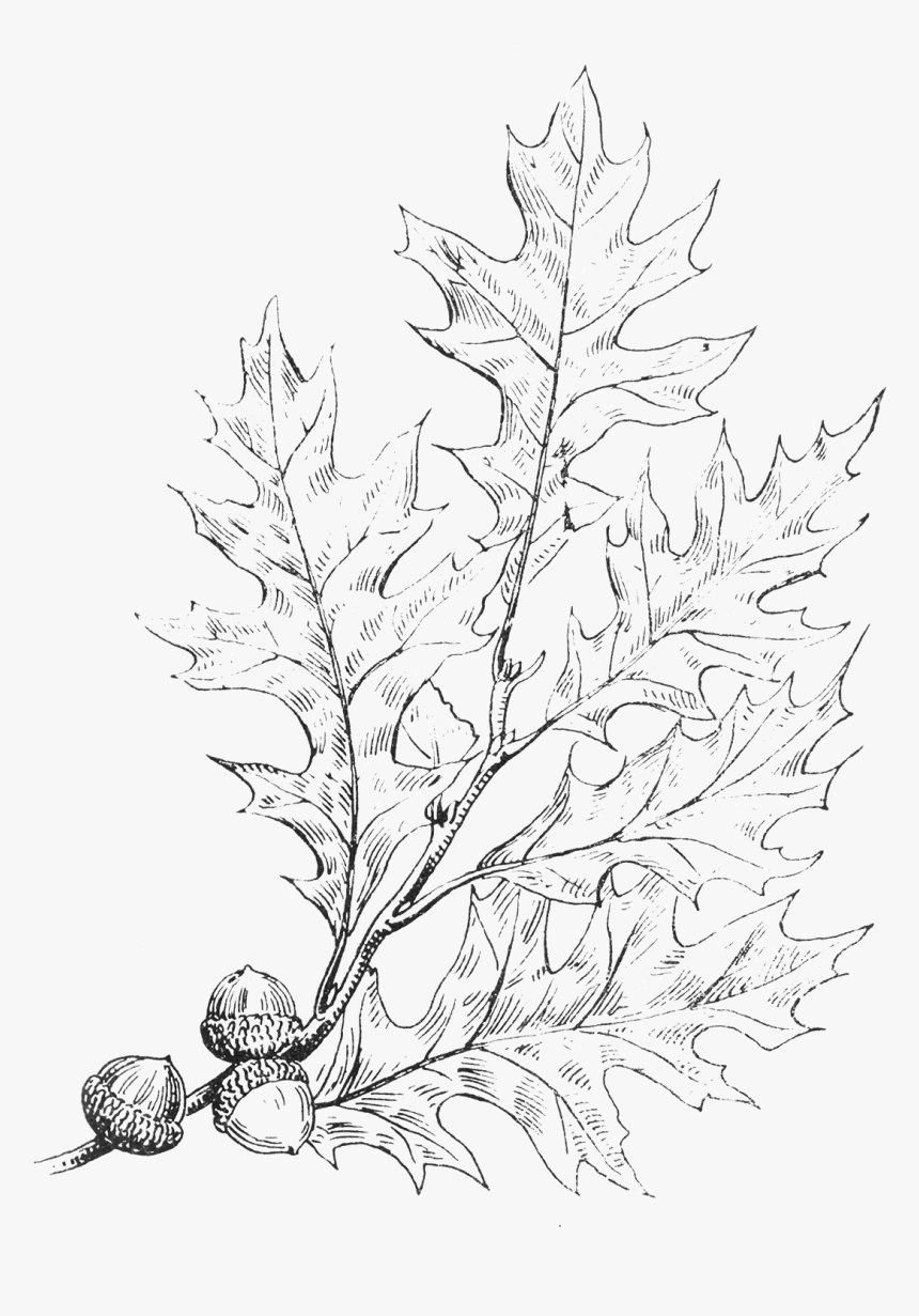 Clip Art Drawn Vines - Line Art, HD Png Download