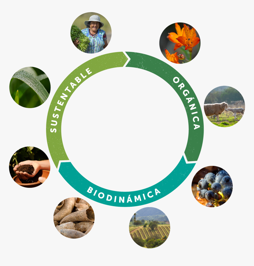 We Aim To Have A Long-living Vineyard, With Vines That - Circle, HD Png Download