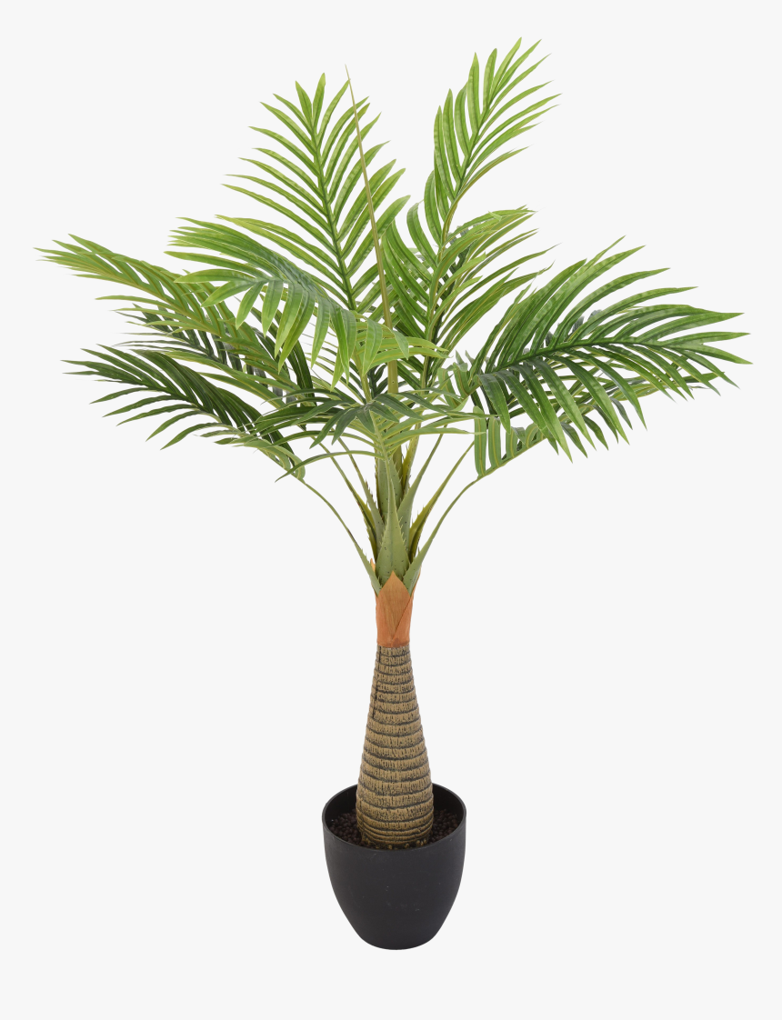 Palmera Planta, HD Png Download