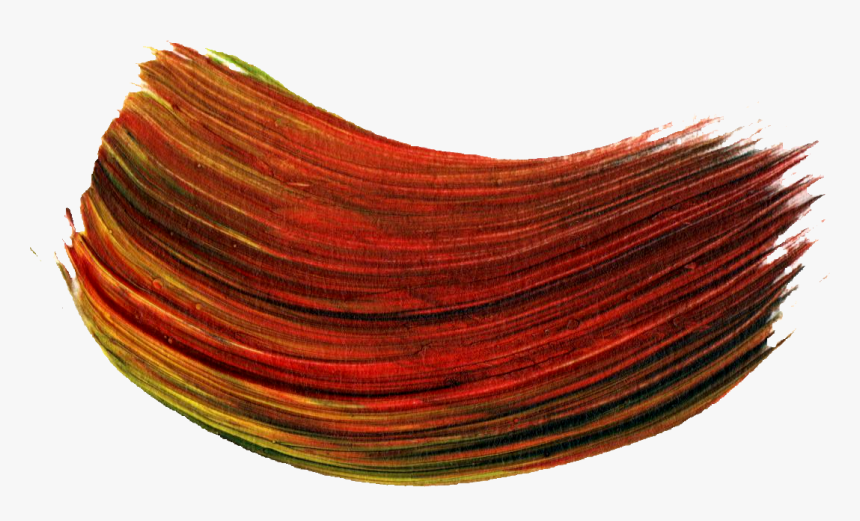 Cockle, HD Png Download