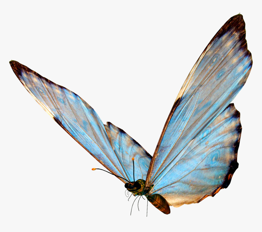 Transparent Mariposas Png - Butterfly Png, Png Download