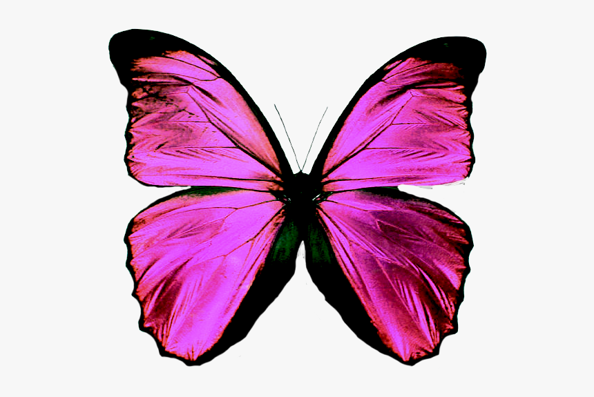 Blue Butterfly No Background, HD Png Download