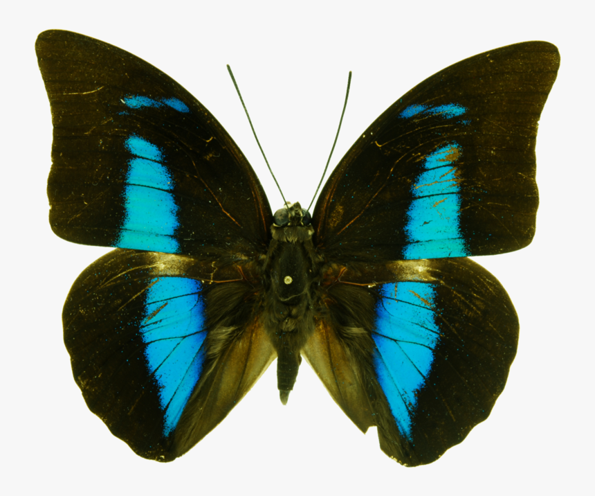 Mariposas Mancha, HD Png Download