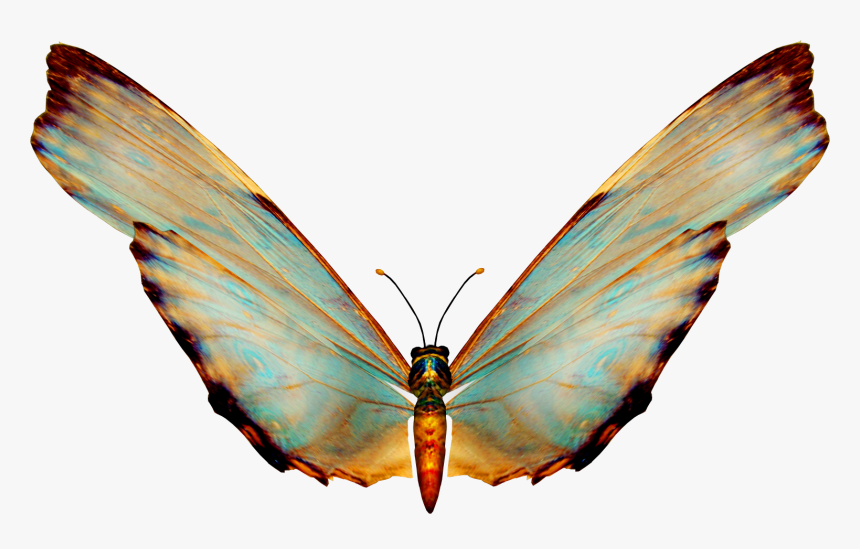 Beautiful Butterfly, HD Png Download