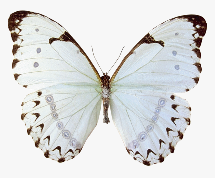Mariposas Butterfly - Just When The Caterpillar Thought Her Life, HD Png Download