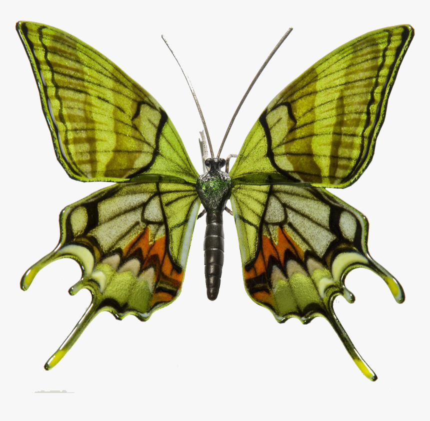 Mariposas En Peligro De Extincion , Transparent Cartoons - Endangered Rare Butterfly Species, HD Png Download