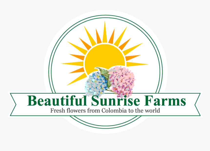 Beautiful Sunrise Flowers - African Daisy, HD Png Download