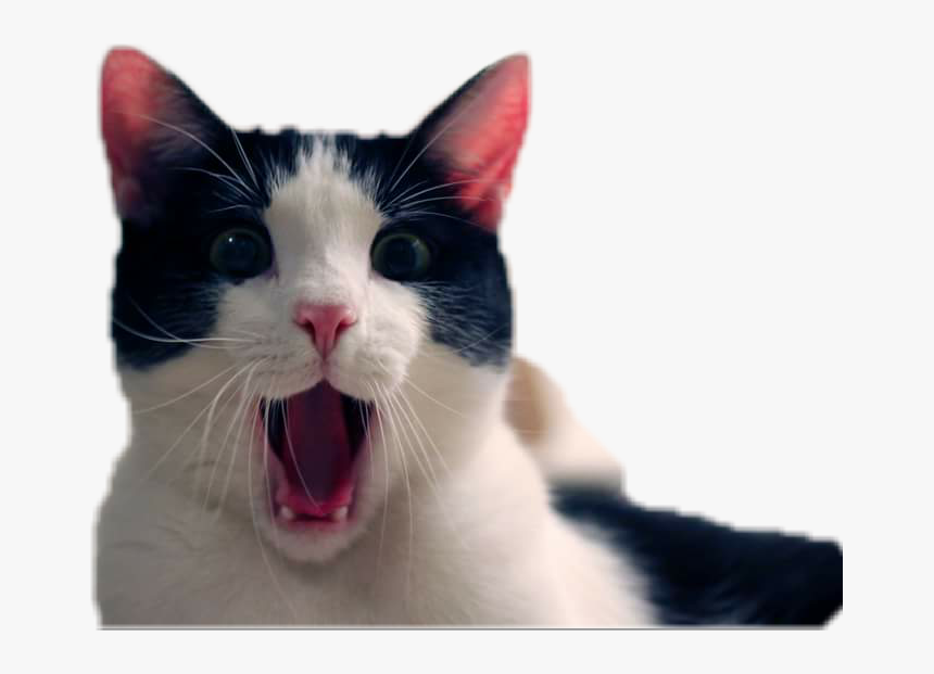 #catlover #surprised - International Cat Day 2017, HD Png Download