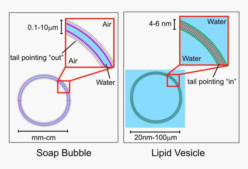 Soap Bubble Membrane, HD Png Download