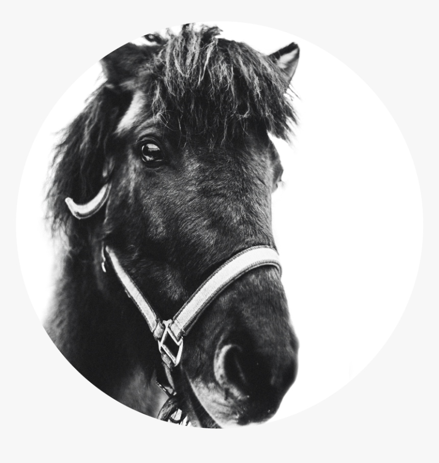 Horse - Working Animal, HD Png Download