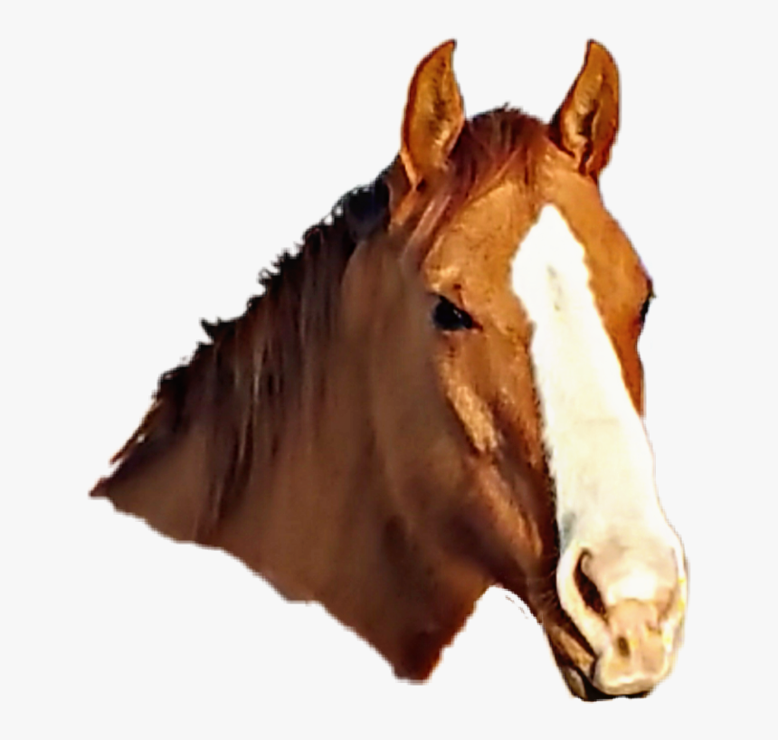 A Message From Your Godfather - Sorrel, HD Png Download