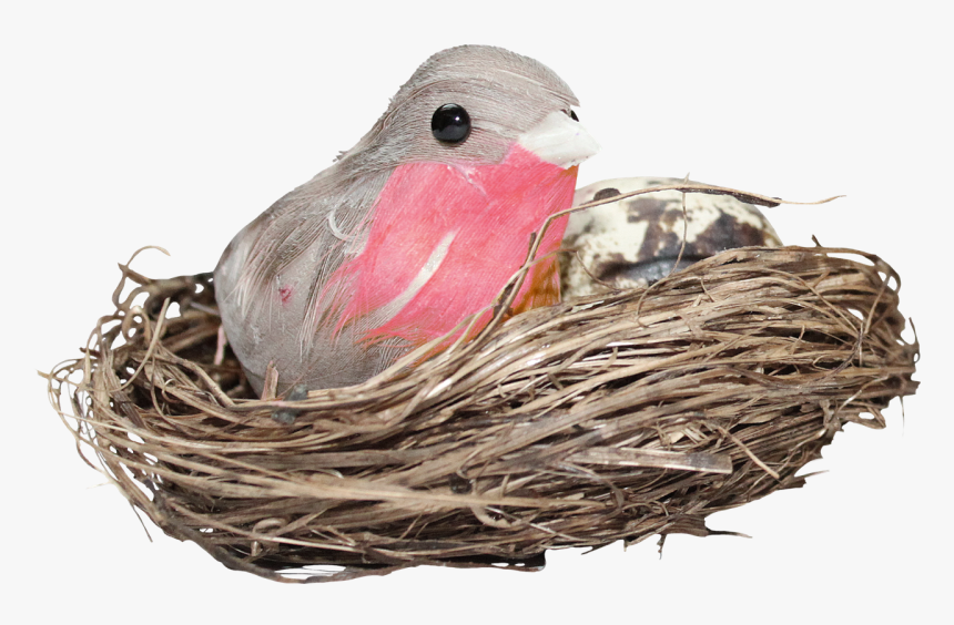 Nest Png Hd Photo - Bird In Nest Png, Transparent Png