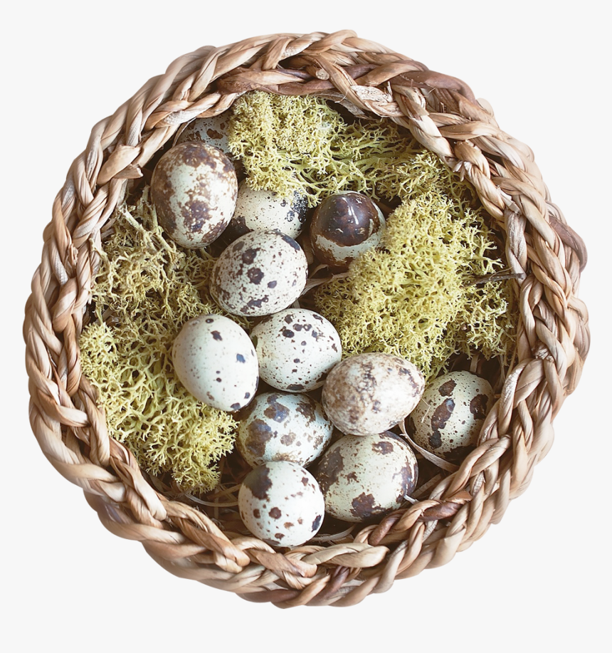 Nest Png Transparent Image - Portable Network Graphics, Png Download