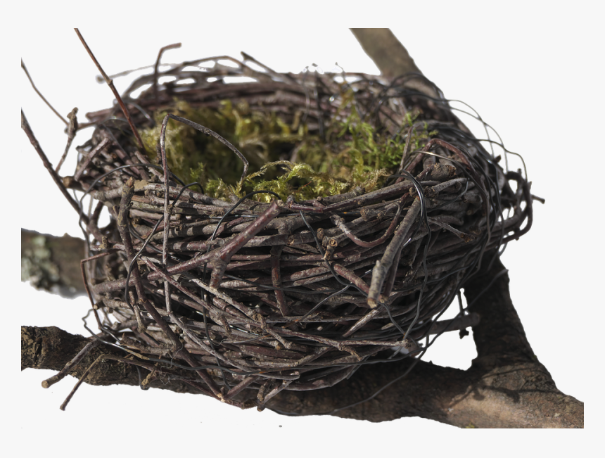 Bird S Nest, Nest, Easter Nest, Easter Decoration - Nido De Pajaros Png, Transparent Png