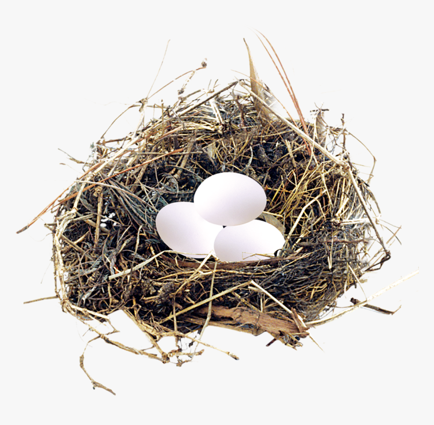 Eggs In A Nest Png - Birds Nest Blue Eggs, Transparent Png