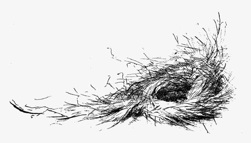 Bird Nest Image Corner Design - Bird Nest, HD Png Download