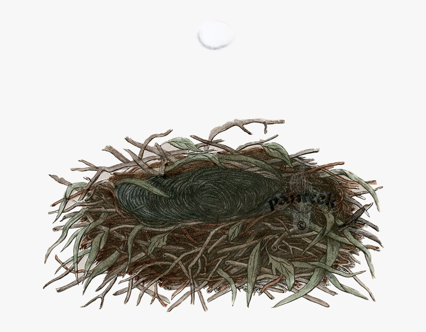 Fish, HD Png Download