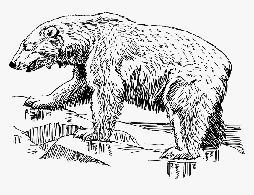 Black And White Images Of A Polar Bear, HD Png Download