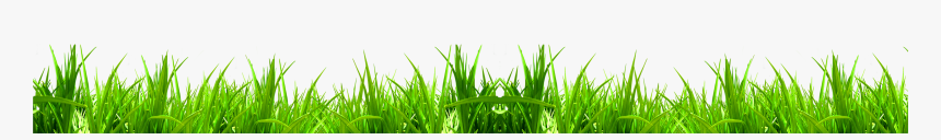Wheat Grass Png - Sweet Grass, Transparent Png