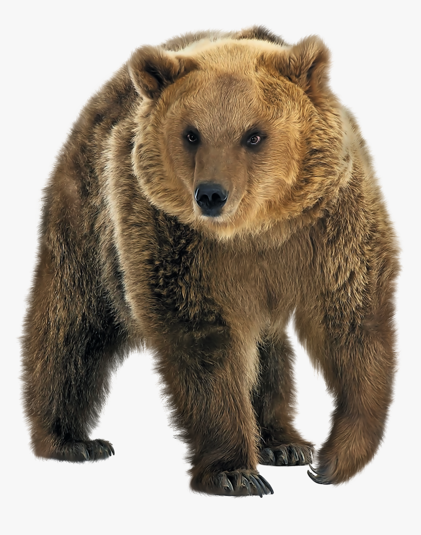 Brown Bear Png - Transparent Bear Png, Png Download
