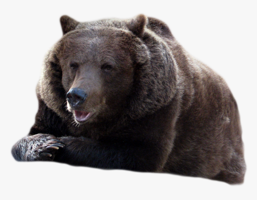 Bear Png - Transparent Black Bear Png, Png Download