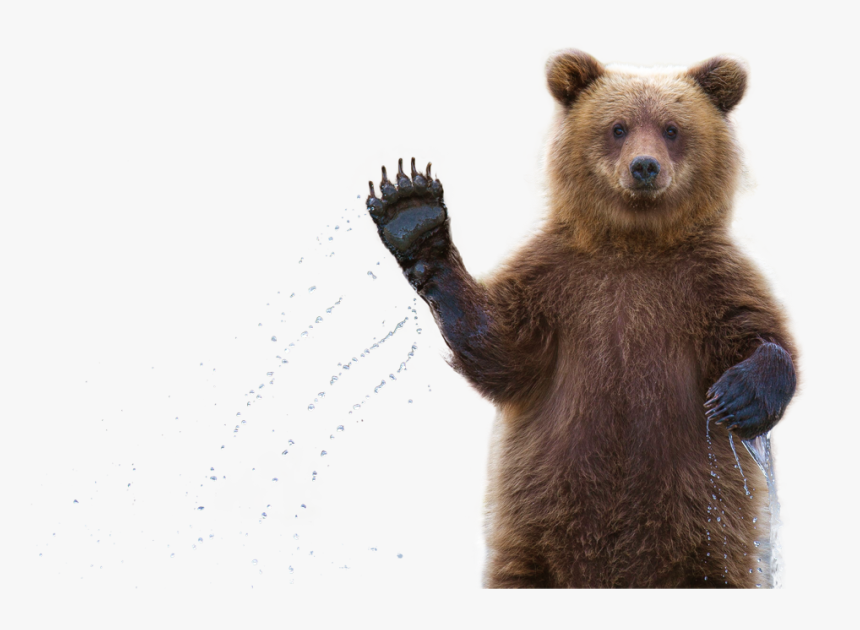 Clip Art Grizzly Bear Waving - Bear Waving Transparent Background, HD Png Download