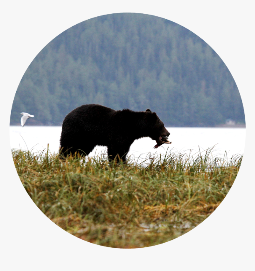 American Black Bear, HD Png Download
