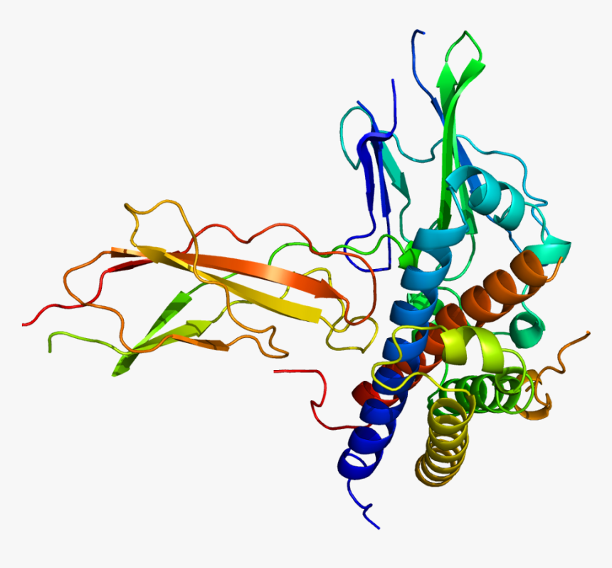 Protein Gh2 Pdb 1a22 - Human Growth Hormone Receptor Structure, HD Png Download