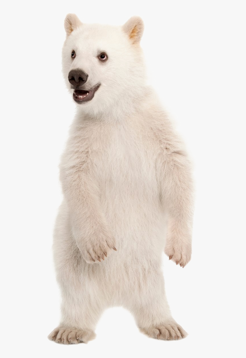 Polar Bear Png - Polar Bear Cub Transparent, Png Download