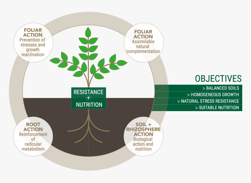 Optimizing Development Conditions - Nutrition Of Trees, HD Png Download