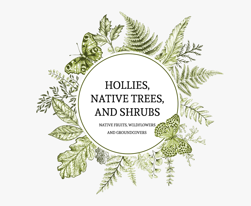 Evergreen, HD Png Download