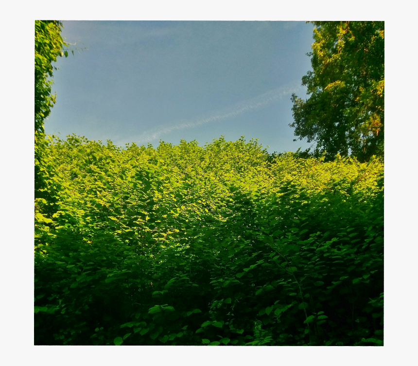 #shrubs #green #landscape #bushes #background - Canola, HD Png Download