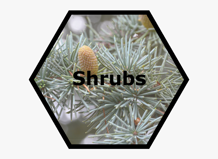 Cache Valley Nursery Shrubs - Umbrella, HD Png Download