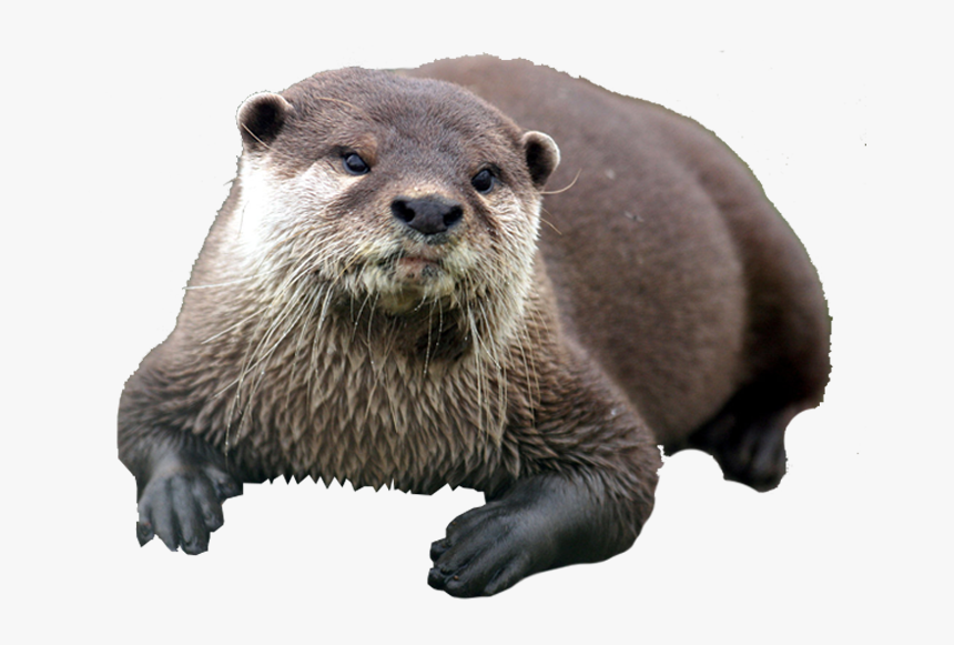 Otter Png, Transparent Png