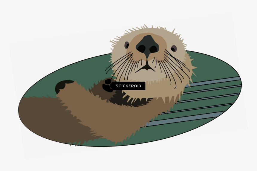 Transparent Otter Png - California Sea Lion, Png Download