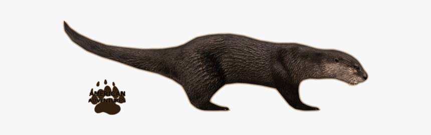 Otternorthamericanriver Jimmyzhoopz - Zoo Tycoon 2 Otter, HD Png Download