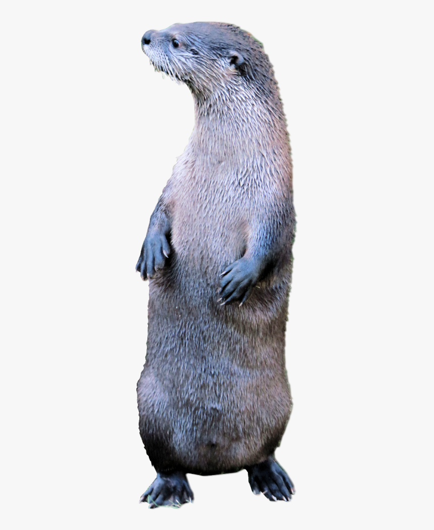 North American River Otter, HD Png Download