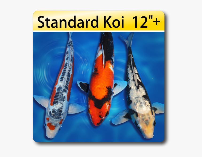 Koi Fish Png, Transparent Png