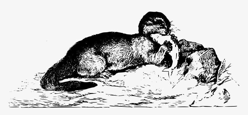 Otter Clip Arts - Punxsutawney Phil, HD Png Download