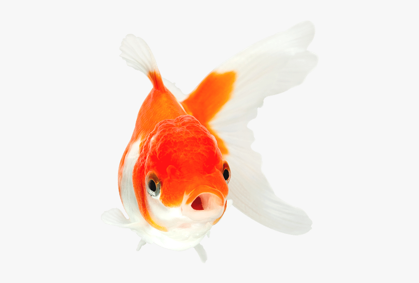 Orange And White Goldfish With Mouth Open Swimming - Goldfish With Mouth Open, HD Png Download