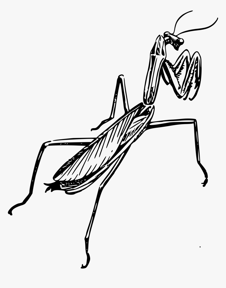 Praying Mantid Clip Arts - Praying Mantis Line Art, HD Png Download