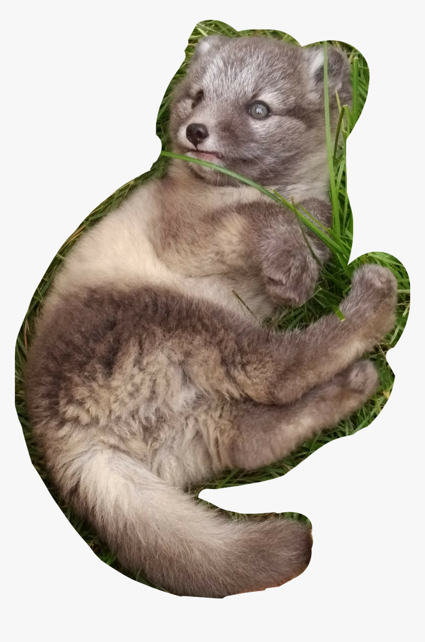 #polarfuchs #baby #fox - North American River Otter, HD Png Download