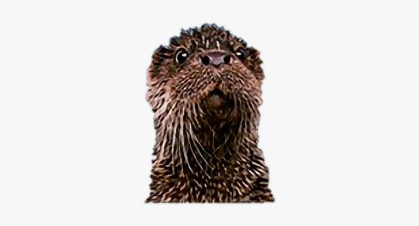 #otter - Punxsutawney Phil, HD Png Download