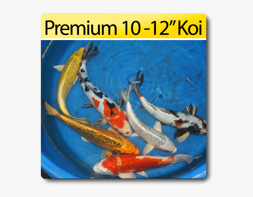 Koi, HD Png Download