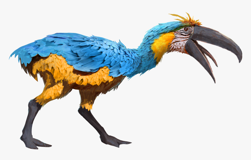 Casuariiformes, HD Png Download