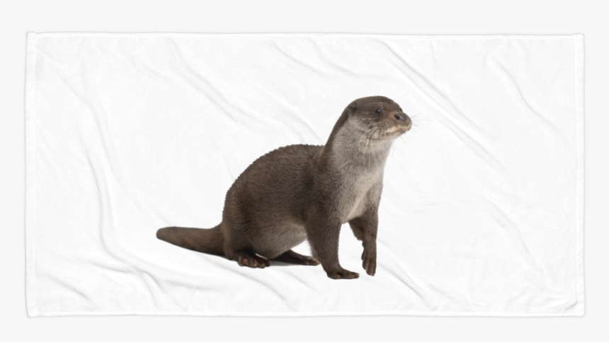 Class Lazyload Lazyload Mirage Cloudzoom Featured Image - River Otter No Background, HD Png Download