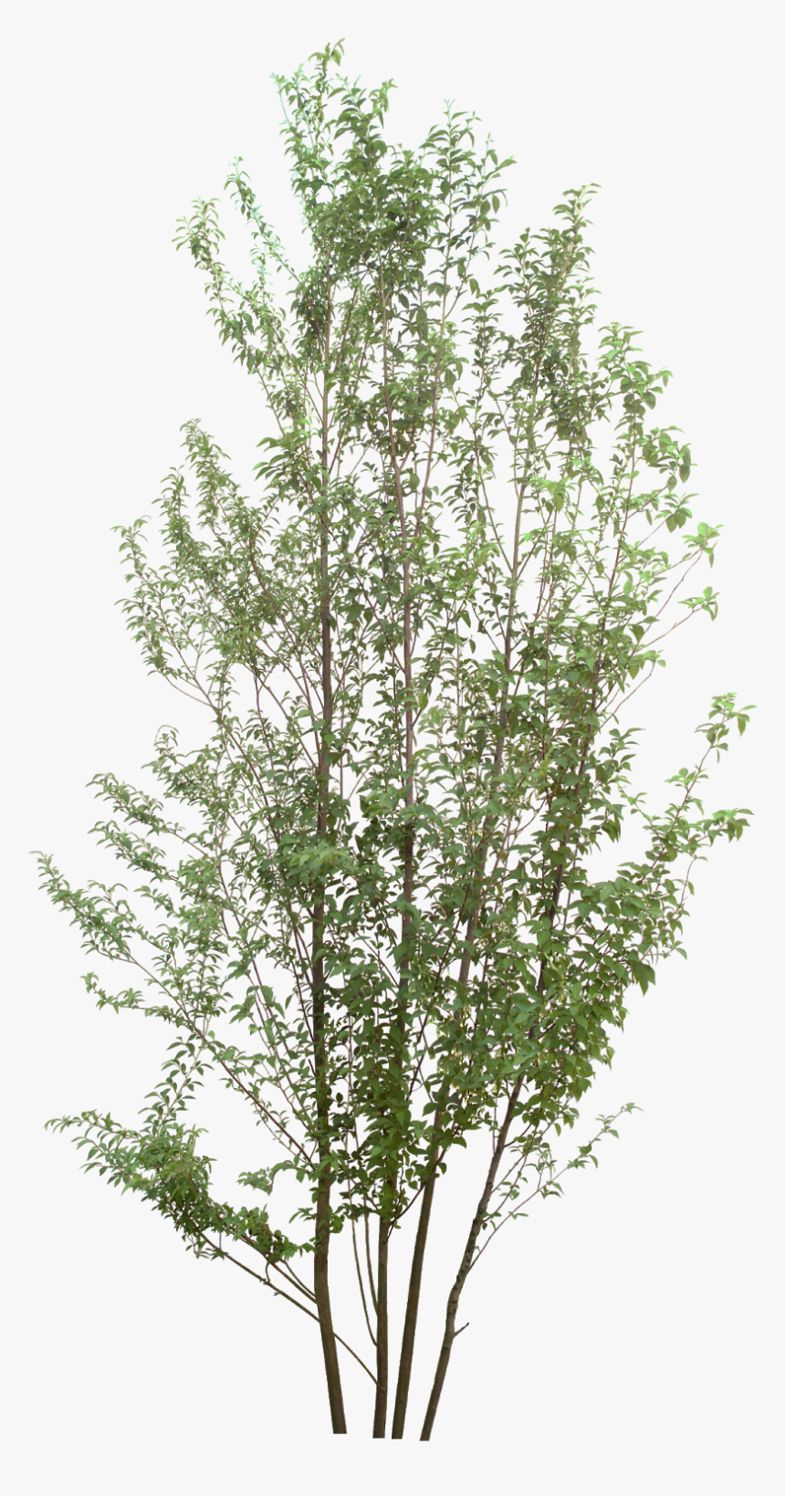 Birch Tree Plan Png, Transparent Png