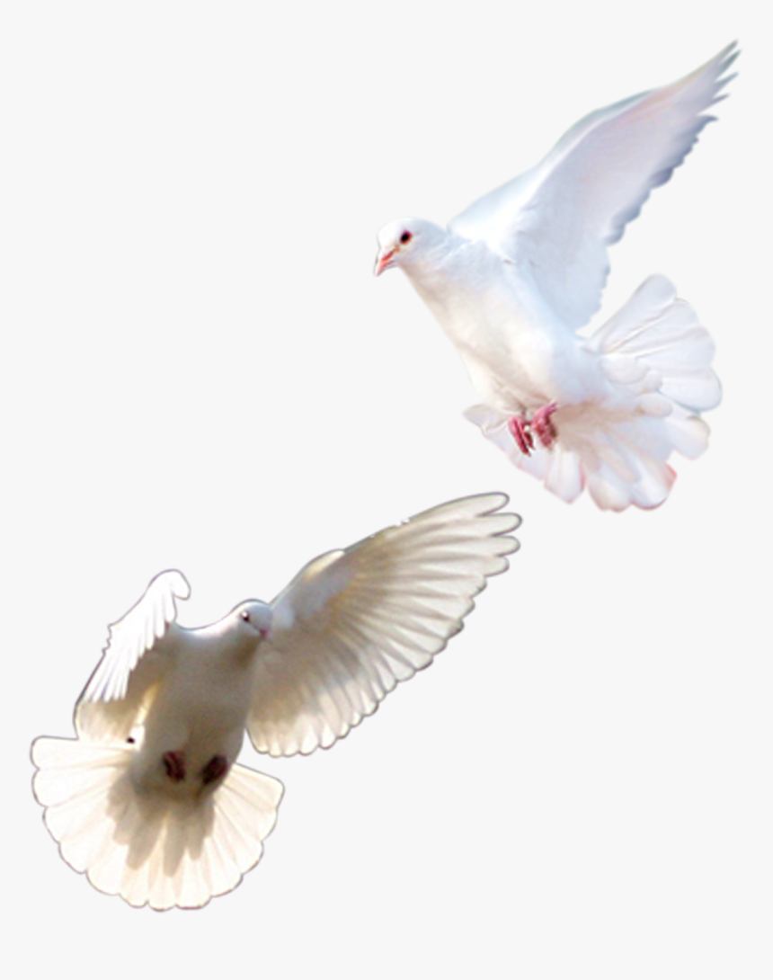Rock Dove Homing Pigeon Columbidae Pink Pigeon Bird - Pigeons And Doves, HD Png Download